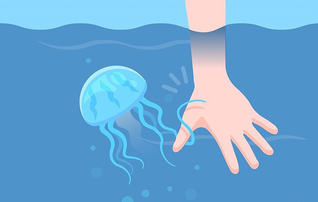 Cách sơ chế sứa biển
