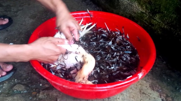 Cách pha nước vặt lông gà thủ công